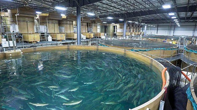 AquaBounty to stop producing GM salmon in Canada