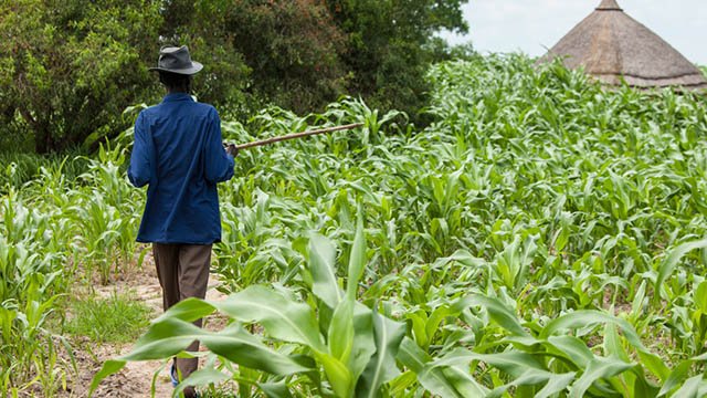 Bringing back neglected crops: A food and climate solution for Africa