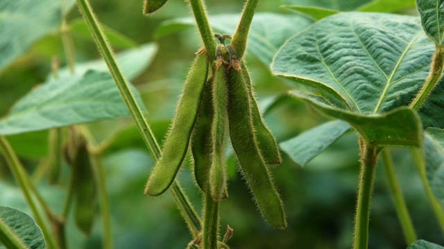 Certified sustainable Europe-grown non-GMO soybean meal has 80% less carbon emissions than European average