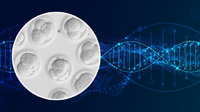 Jeffrey’s Take: Gene Edited Human Embryos Were a Disaster, and Yet Governments Ignore the Obvious and Endanger Us All