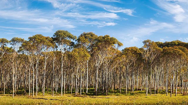 Genetically Engineered Eucalyptus Trees