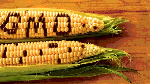 Genetically Engineered Foods May Cause Rising Food Allergies (Part One)