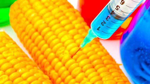 Genetically Modified Corn Study Reveals Health Damage and Cover-up