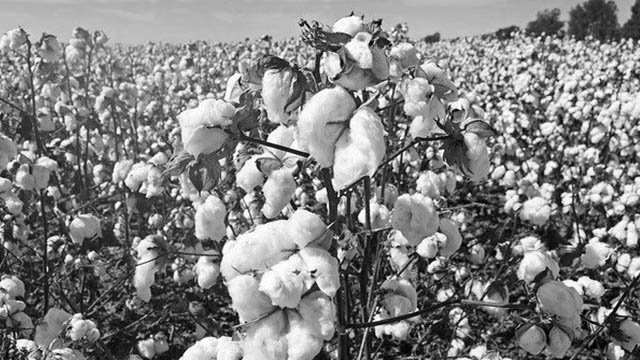 Jeffrey Take: GMO Cotton Proliferates & New “Sedative” Tomato