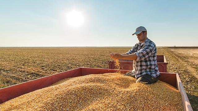 Mexico Wants to Import Non-GMO Corn, and U.S. Grain Suppliers Say They Can Deliver It