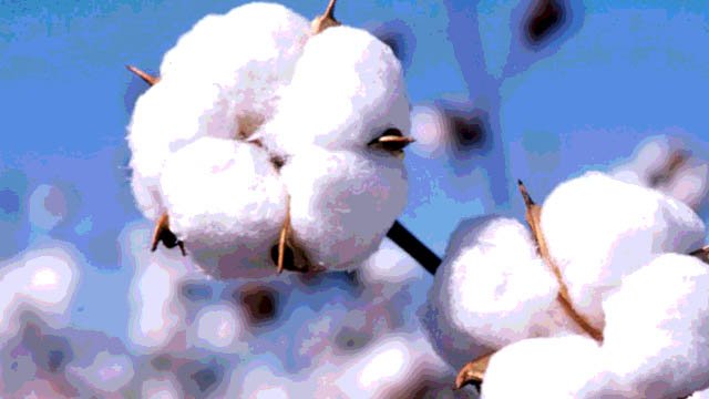 Oops! GMO Cotton Loses Its Natural Defenses Against Pests