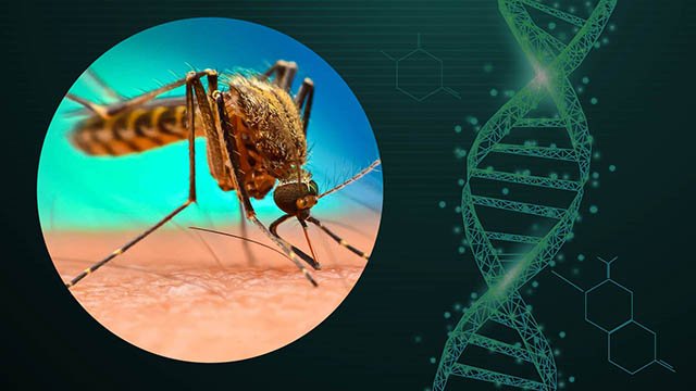 Research exposes new health risks of genetically edited mosquitos and salmon