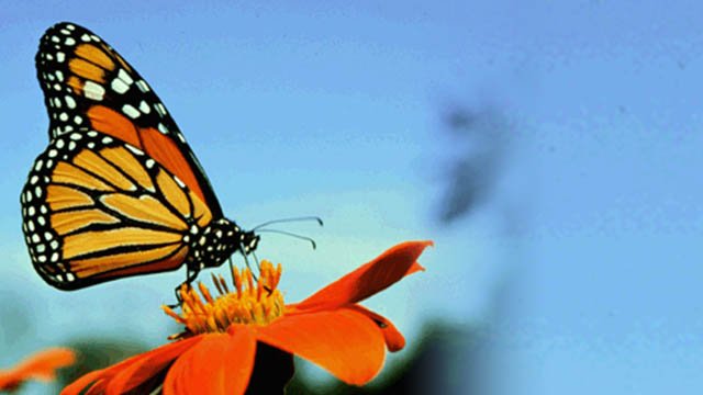 Roundup Shrinks Monarch Butterfly Population