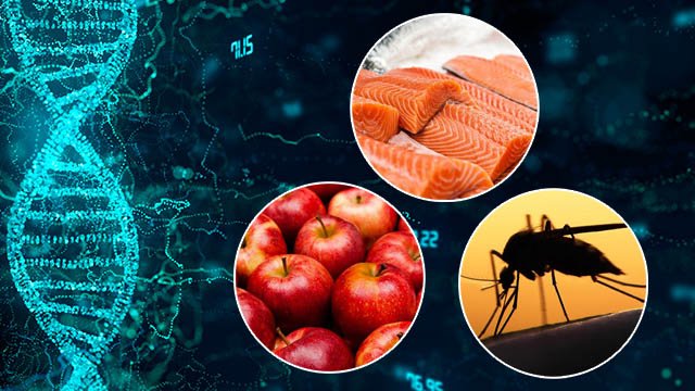 What Do Genetically Modified Mosquitoes, Apples and Salmon Have in Common?